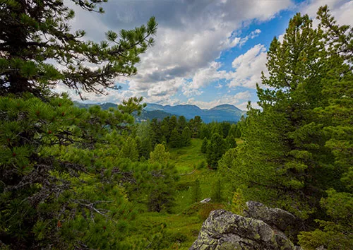 Die Zirbe – Ein Baum mit Tradition