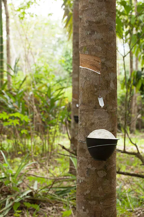 RELAX verwendet ausschließlich Naturlatex in höchster Qualität