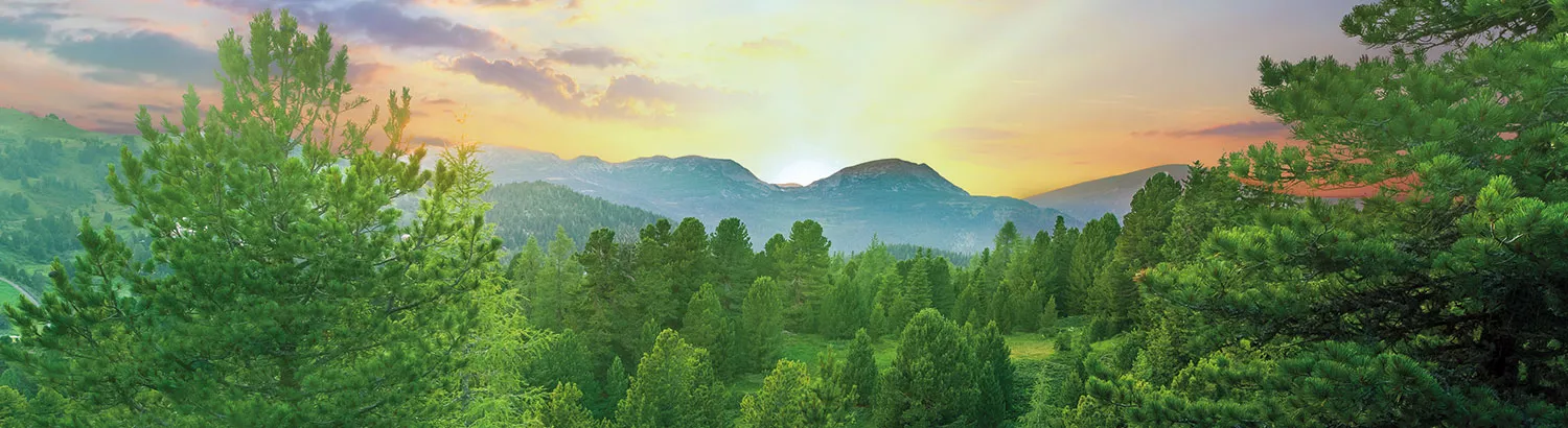 Zirbenwald in Österreich